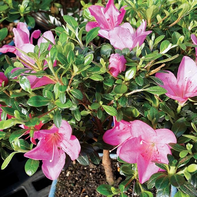 Brussel's Live Satsuki Azalea Outdoor Bonsai Tree - Complete Gift Set - 5 Years Old; 6" to 8" Tall with Decorative Container, Humidity Tray, Deco Rock, Bonsai Pro Fertilizer & Book