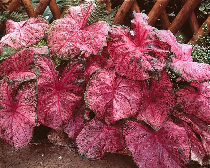 UtopiaSeeds Brandywine Caladium Bulb - Fancy Leaf Caladium - 1 Caladium Root