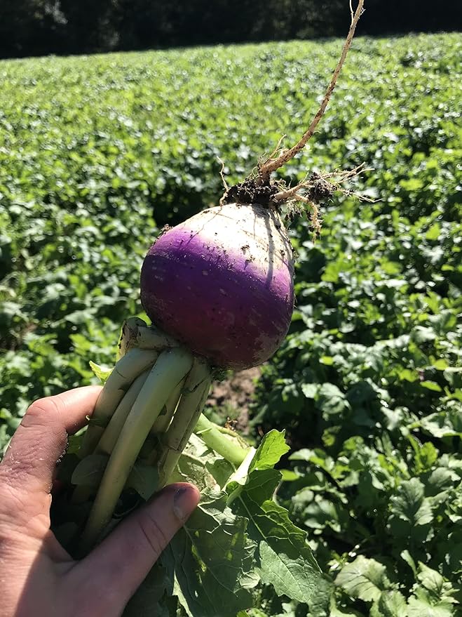 Hale Habitat & Seed Purple Top Turnip Food Plot Seed (50 lb Bulk)