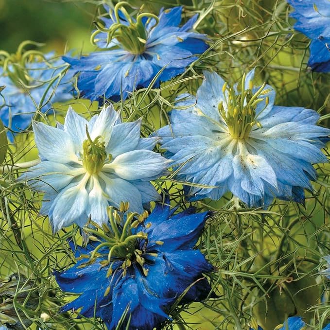 Dirt Goddess Super Seeds Love in a Mist Flower Seeds Nigella Damascena (1/4 Lb) 56,000 Seeds