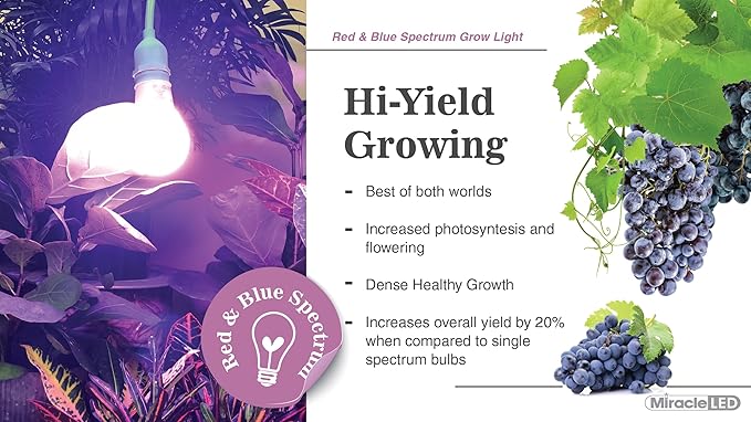 Miracle LED Citrus Tree Starter Grow Light Kit (Absolute Daylight Purple Spectrum Edition 2-Pack)
