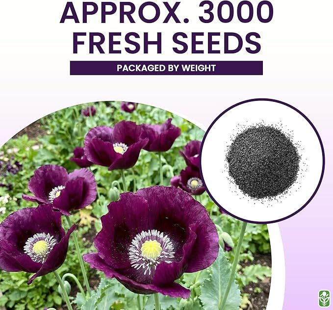 Purple Grape Poppy Seeds - Tall Poppy with Black Markings - 3000 Seeds