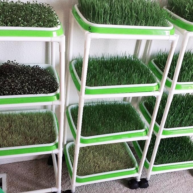 20 Pack 12.6 x 10 x 1.8 inch Microgreens Growing Trays, BPA-Free Sprouting Trays, Germination Tray for Beans, Wheatgrass & Microgreens, Home, Kitchen & Garden