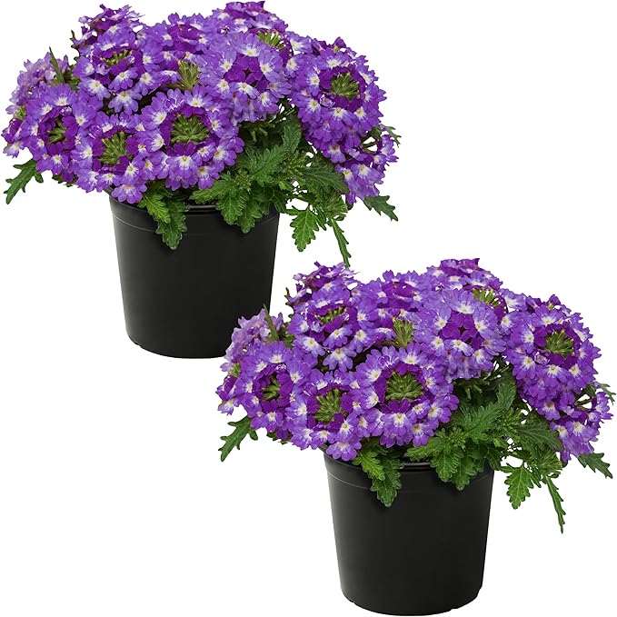 Live Flowering Verbena - Purple Bicolor (2 Plants Per Pack) - Healthy Flowering Plant - Beautiful Spring Color - 10" Tall by 5" Wide in 1Qt Pot