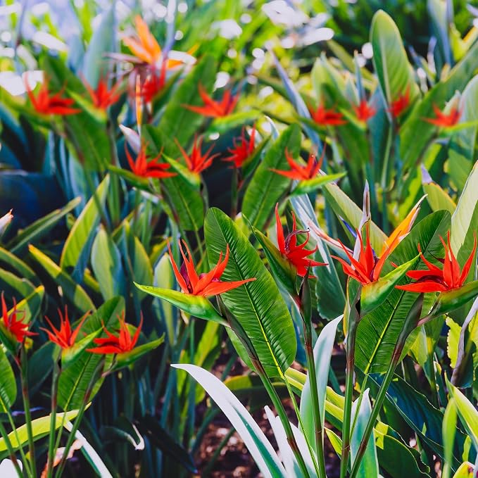 Artificial Bird of Paradise Flowers Real Touch 31.5'in Long Stem Flower 4 Pcs, with Bird of Paradise Leaves 33.5'in Long Stem Greenery Plants 2 Pcs,for Home Garden Wedding Party Decor (Red 6 Stems)