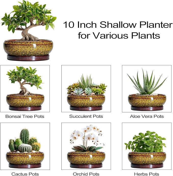 Bonsai Pots Ceramic - 10 Inch Succulent Planters Indoor Outdoor, Shallow Planter with Drainage Hole and Saucer, Round Planter Bowl, Succulent Pots, House Decor, Gifts for Plant Lover, Yellow