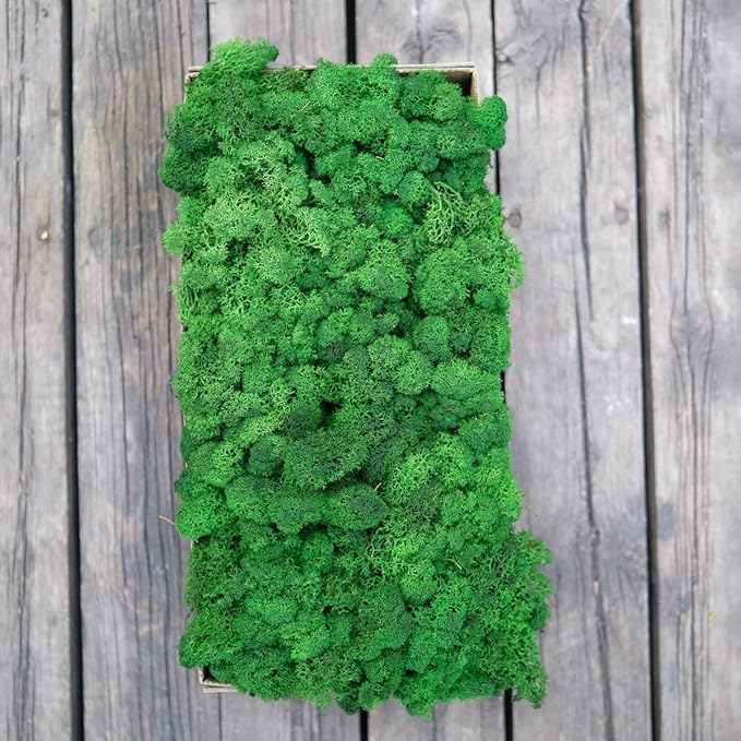 Preserved Reindeer Moss Natural Green DIY Kit Gardenning Art Wall Decor Florist Decor Easter Table Decor Wedding