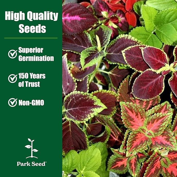 Park Seed Grow Your Own Coleus Seed Plant, Wizard Sunset Pack of 500