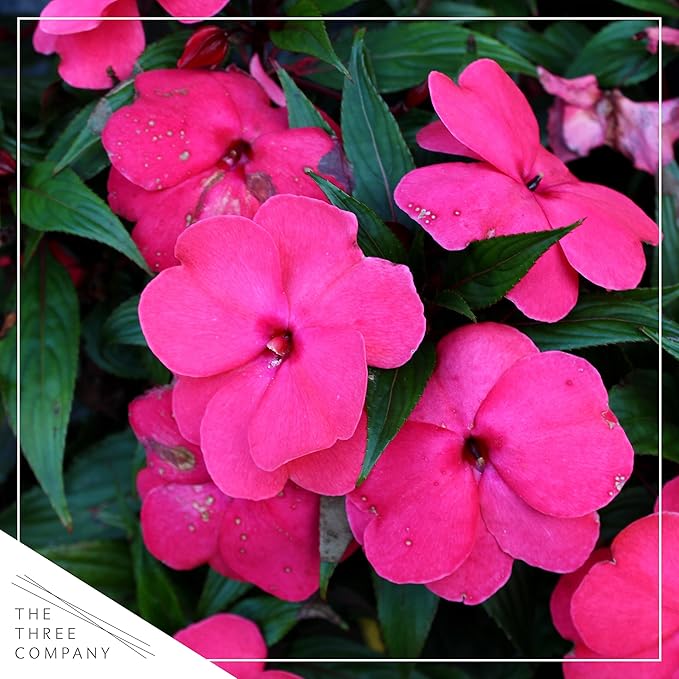 Live Flowering New Guinea Impatiens - Shades of Pink (2 Plants Per Pack) - Beautiful Shade Flowers - 12" Tall by 5" Wide in 1 Qt Pot