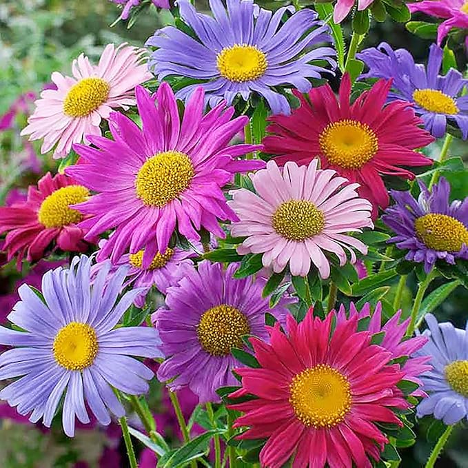 China Asters Seeds - Mixed Single Asters