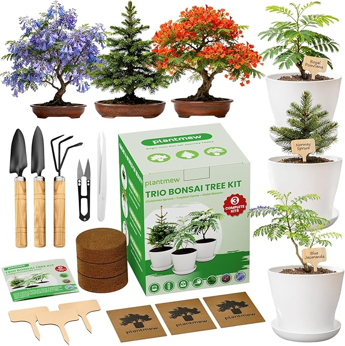 Jacaranda Bonsai Starter Kit – Complete DIY Indoor Growing Kit with Tools, Planter & Guide | Unique Gardening Gifts for Beginners, Women, Men, Mom & Dad | Live Plant Craft Hobby Set