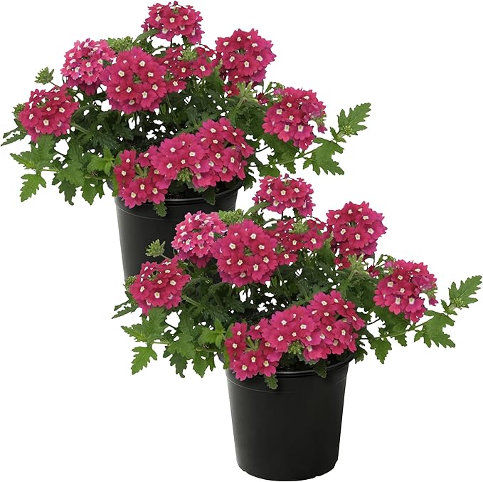 Live Flowering Verbena - Shades of Pink (2 Plants Per Pack) - Healthy Flowering Plant - Beautiful Spring Color - 10" Tall by 5" Wide in 1Qt Pot