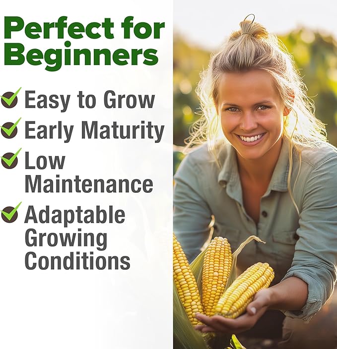HOME GROWN Golden Bantam Sweet Corn Seeds 200+ Heirloom Non-GMO Seeds for Planting, High Germination, Yellow Kernel Corn on the Cob, Early Summer Harvest, Easy to Grow Home Garden Crop (Zea mays)