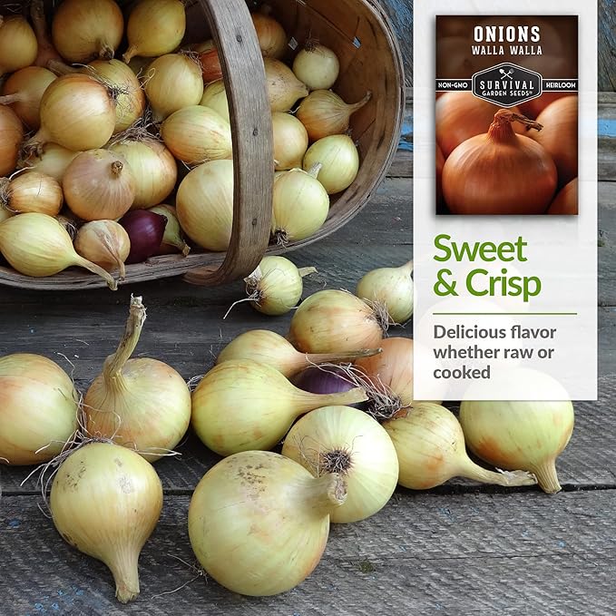 Walla Walla Sweet Onion Seeds for Planting – Long Day Yellow Sweet Onions with Mild Flavor, Large Bulbs & High Yields – Heirloom, Non-GMO, Open-Pollinated – Survival Garden Seeds (2 Packs)