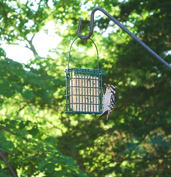 Wildlife Sciences Suet Cake 12 Packs (Sunflower Blend)