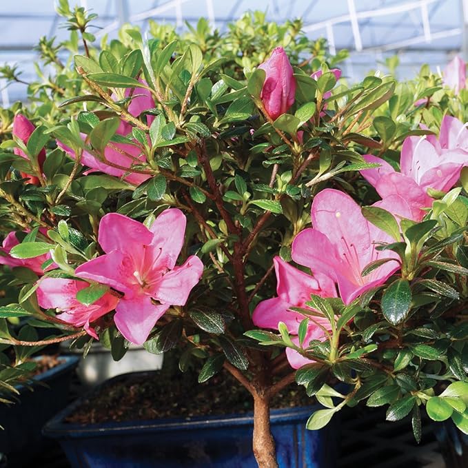 Brussel's Live Satsuki Azalea Outdoor Bonsai Tree - Complete Gift Set - 5 Years Old; 6" to 8" Tall with Decorative Container, Humidity Tray, Deco Rock, Bonsai Pro Fertilizer & Book
