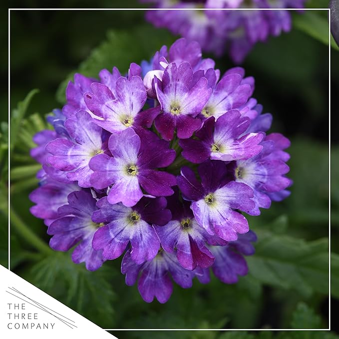 Live Flowering Verbena - Purple Bicolor (2 Plants Per Pack) - Healthy Flowering Plant - Beautiful Spring Color - 10" Tall by 5" Wide in 1Qt Pot