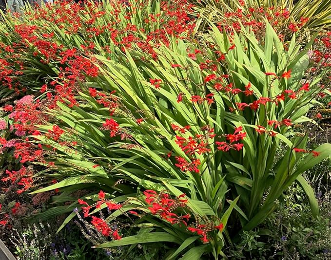 5 Lucifer Crocosmia Blubs - Grows 30-48" Tall.