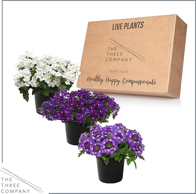 Live Flowering Verbena - Grower's Choice Assorted Colors (3 Plants Per Pack) - Healthy Flowering Plant - Beautiful Spring Color - 10" Tall by 5" Wide in 1Qt Pot