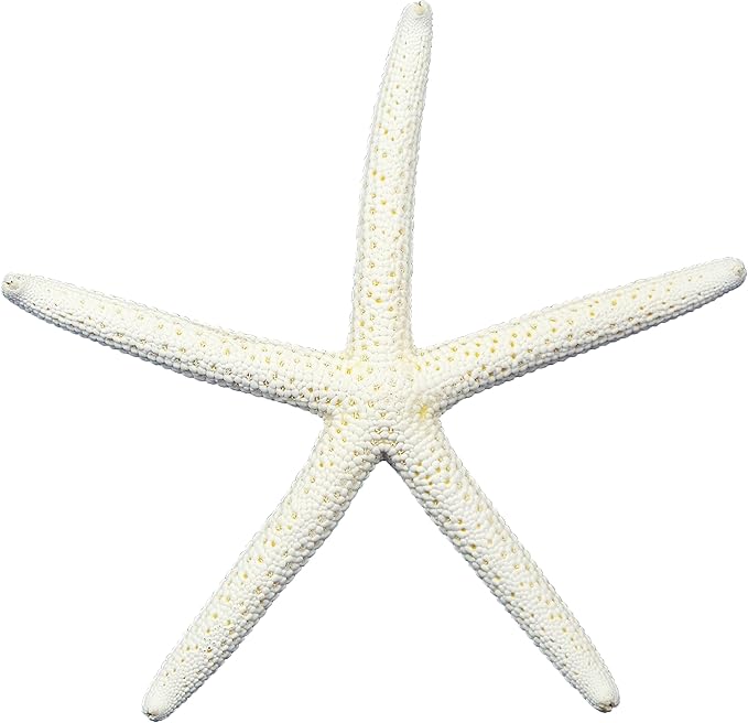 U.S. Shell, White Finger Starfish, 5 to 6 inches, 5-6"