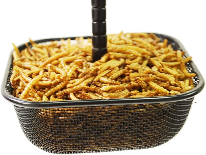 Mealworms Bird Feeder | 5 x 5 inch Powder Coated Mesh Bowl with Adjustable Stainless Steel Roof
