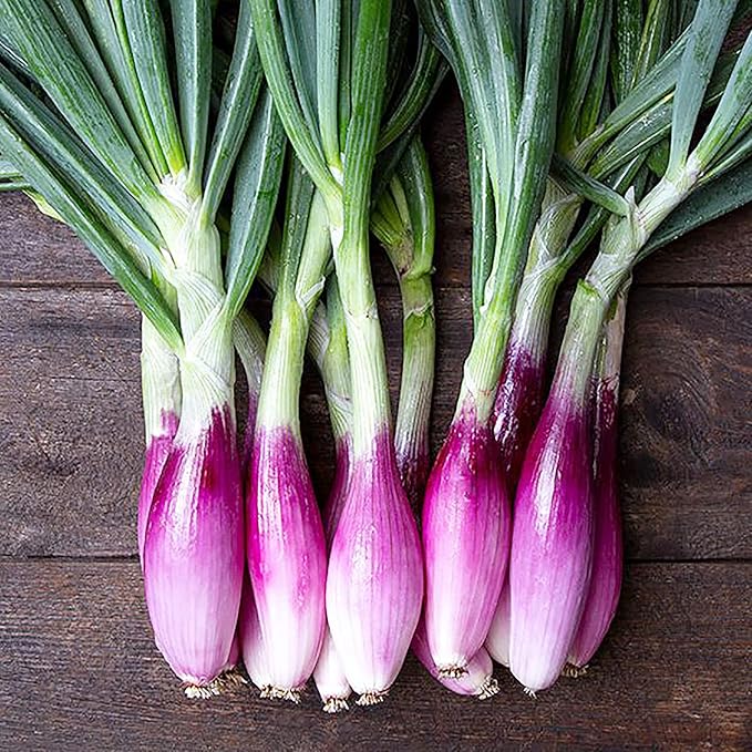 200 Gray French Shallot Seeds | Premium Non-GMO Heirloom Vegetable Seeds Tasty Sweet Fast-Growing French Red Shallot to Plant Home Garden