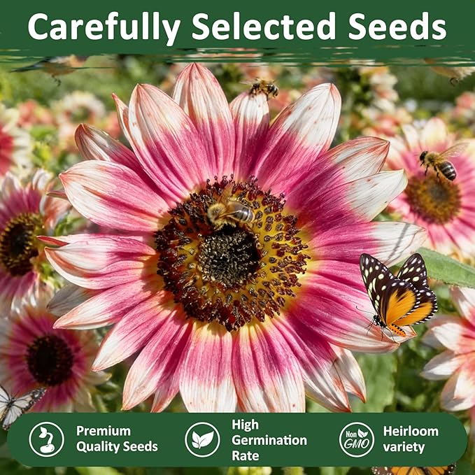 200+ Strawberry Pink Sunflower Seeds – Rare Pink Ornamental Blooms, Open Pollinated, Easy to Grow Flower Seeds for Garden, Outdoor Planting & Landscaping 0.35 Oz
