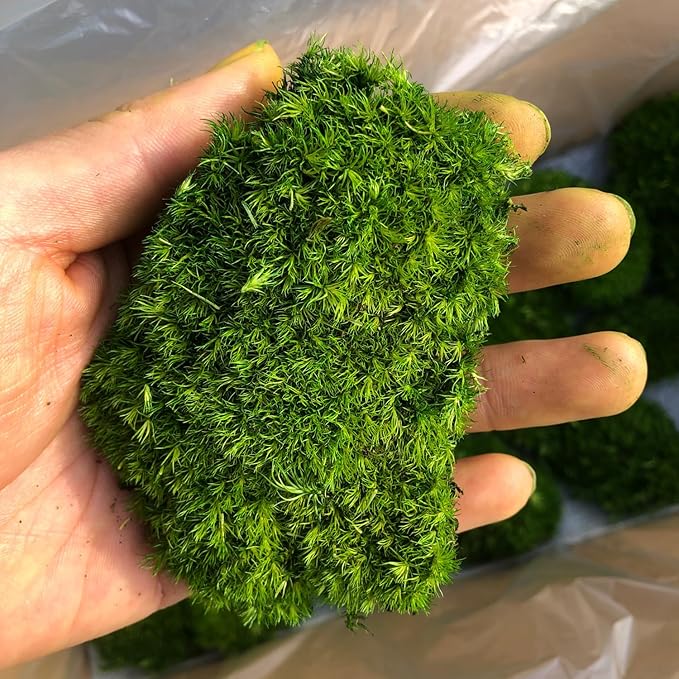prefleur Preserved Pole Moss Pillow Bun Cushion Natural Decorative Real Natural Green DIY Kit Gardenning Art Wall Decor Florist Decor Easter Table Decor Wedding(1.5 sq.ft, Green-F)