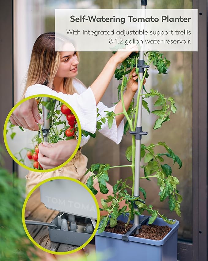 BUZZY Seeds Self-Watering Vertical Tomato Planter with Trellis – 1.2 Gal Reservoir, Large Capacity Planter for Tomatoes & Climbing Plants (Blue)