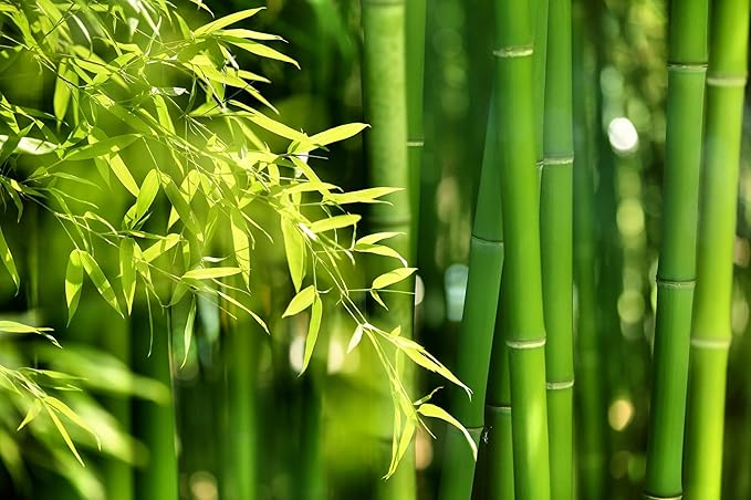 300+ Giant Bamboo Seeds for Planting - Exotic and Fast Growing Windbreak or Privacy Screen - Rapid-Growing Bamboo - Tall, Tropical Style