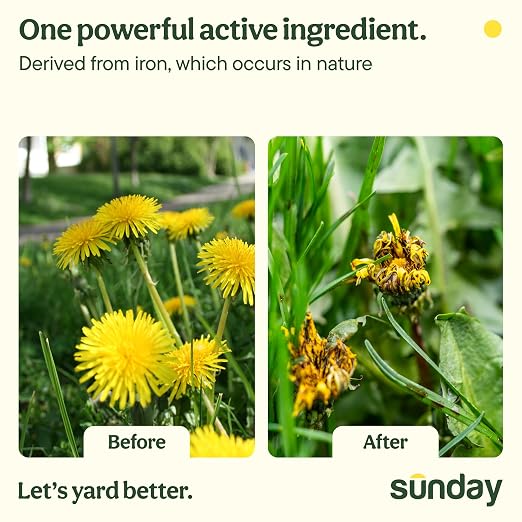 Sunday Dandelion Doom Concentrate Kit, Lawn Weed Killer for Spot Treatment, Kills Dandelion, Clover, Chickweed, Moss Without Harming Grass, (2) 5 fl oz Concentrate + Reusable Pouch + Wand Sprayer