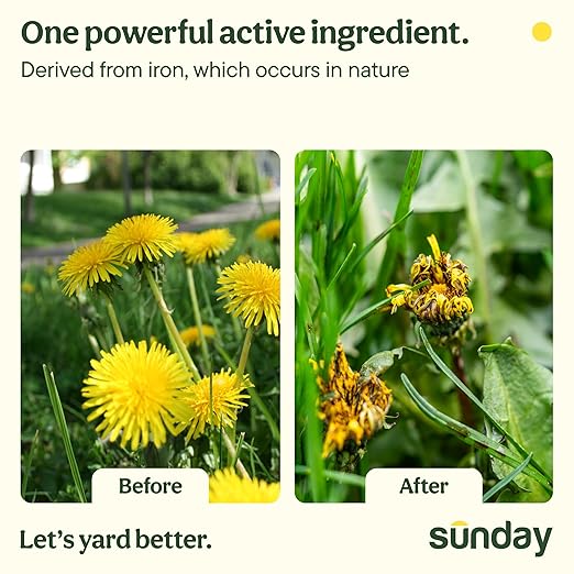 Sunday Dandelion Doom Selective Weed Control - Derived from Iron - Selective Broadleaf Weed Killer Spray - Kills Dandelions, Algae and Moss - 32oz - 2 Pack