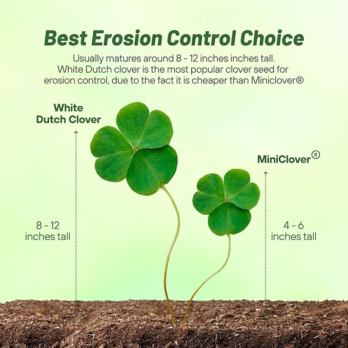 Outsidepride Perennial White Dutch Clover Seed - 40 lbs. Nitrocoated, Inoculated for Lawn Alternative, Erosion Control, Food Plots, Ground Cover, & Pasture Mixtures in USDA Zones 3-10