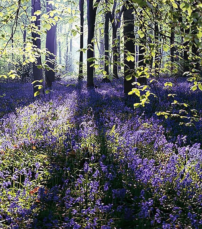 100 English Bluebell Bulbs - Hyacinthoides Non-scripta, Classic Woodland Spring Flowers, Ideal for Naturalizing and Shade Gardens