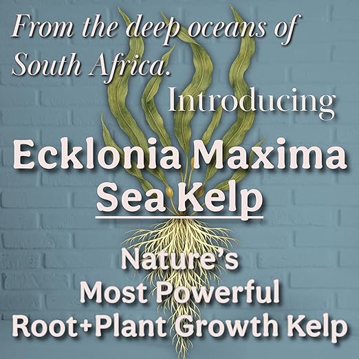 Organic Liquid Kelp & Seaweed Extract Prop Drop (Ecklonia Maxima) – Root + Plant Growth Hormone & Root Plant Food for Water Propagation, Hydroponics & Soil – 12oz 85 Gallons