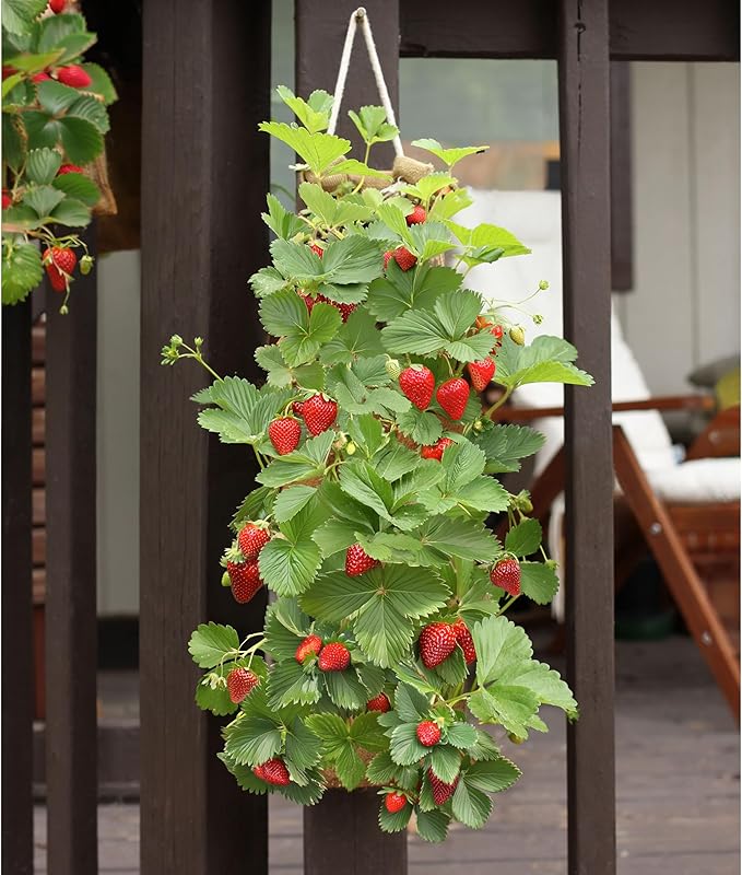 Hang & Grow Burlap Hanging Planter Bags for Outdoor Plants, Vertical Flower Hanging Bag for Easy Outside Garden Decoration, Reusable for Flowers, Strawberry, Vegetables and Herbs, (2 Bags, 8 Holes)