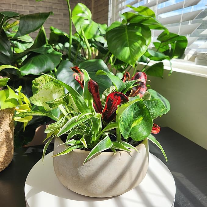 Easy to Grow Houseplants (12 Pack) Live House Plants in Plant Containers, Growers Choice Plant Set in Planters with Potting Soil Mix, Home Décor Planting Kit or Outdoor Garden Gifts by Plants for Pets