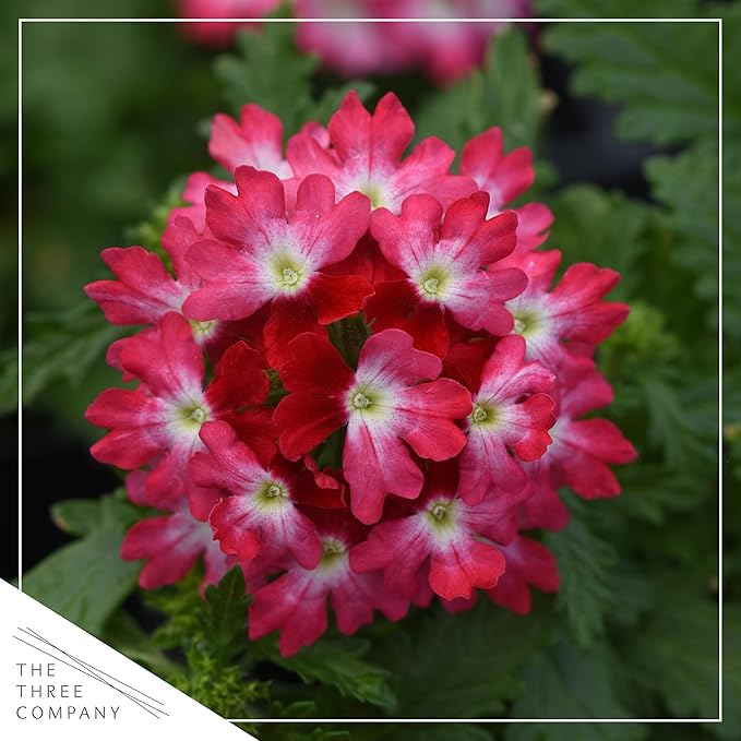 Live Flowering Verbena - Red Bicolor (3 Plants Per Pack) - Healthy Flowering Plant - Beautiful Spring Color - 10" Tall by 5" Wide in 1Qt Pot