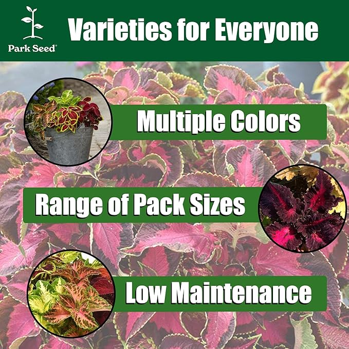 Park Seed Coral Candy Premium Sun Coleus Seeds, AAS Award-Winning Compact Variety with Multicolored Draping Foliage, Shade to Part Sun, Pack of 15 Pelleted Seeds