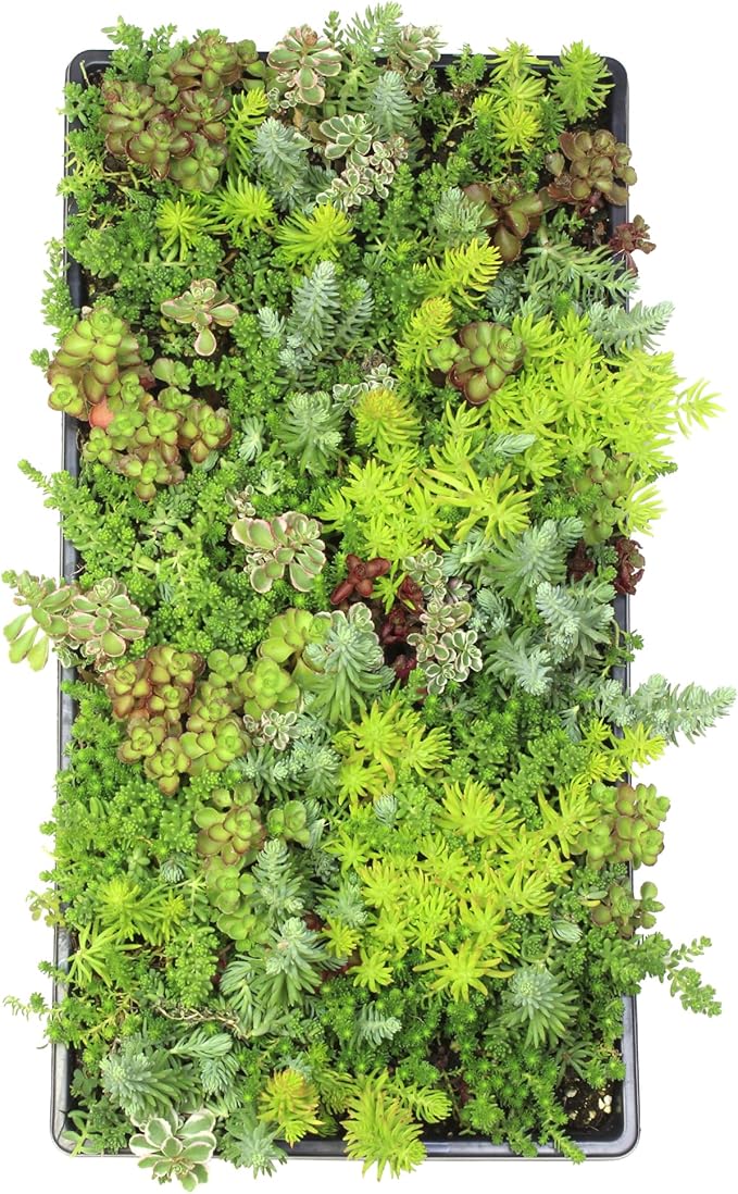 Non-Toxic 10 in. x 20 in. Sedum Groundcover Mat, Live Succulents, Pet Friendly Plants for Cats & Dogs, Drought Resilient, Hardy Stonecrop for Landscaping, Easy Care