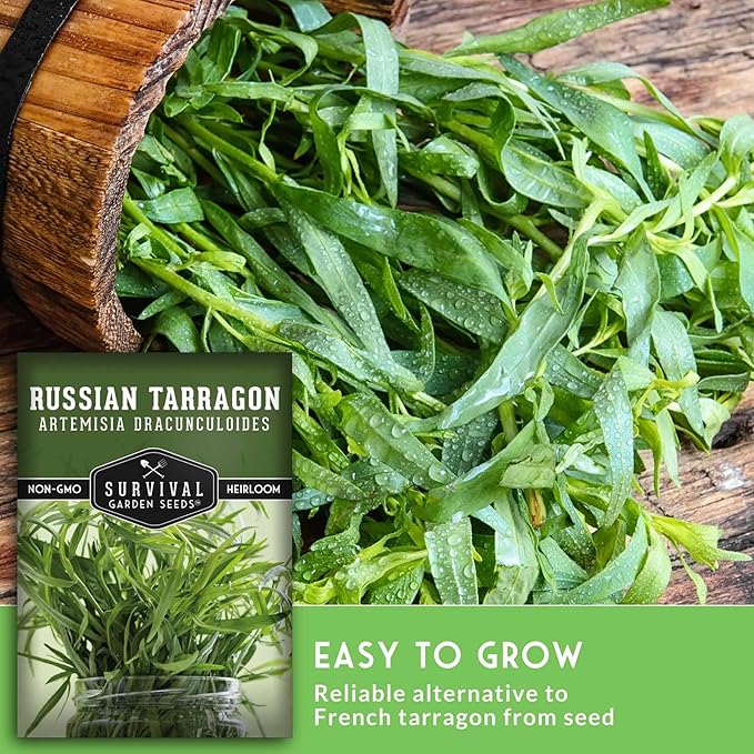Russian Tarragon Seeds for Planting - Plant & Grow Big Flowering Herbs in Your Home Vegetable Garden - Non-GMO Heirloom Variety - Survival Garden Seeds (1 Pack)