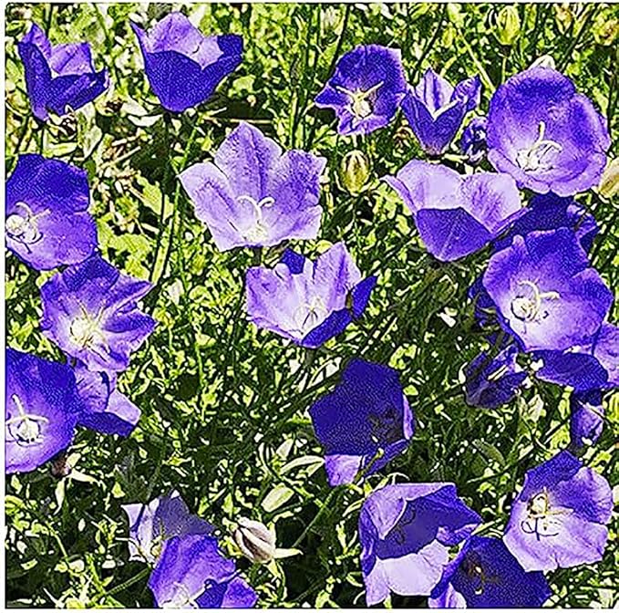 Tussock Bellflower Seeds - Campanula - Tussock Bellflower adapts Well to Many environments; it Also Makes a Good Container Plant Because of its Neat, Rounded Growth.