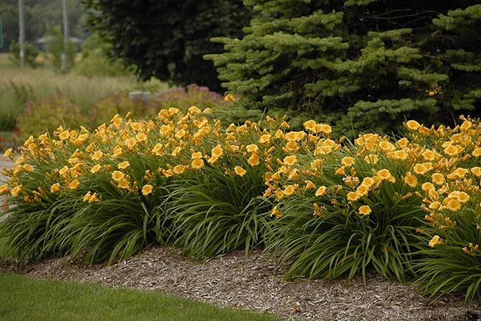 Hemerocallis 'Stella D'Oro' (Daylily) Perennial, yellow flowers, 1 - Size Container