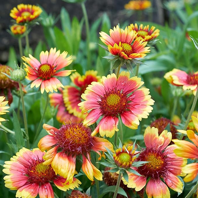 Outsidepride Gaillardia Pulchella Red Indian Blanket Seeds for Planting - 5000 Pcs Annual Flower Seeds, Heat & Drought Tolerant for Xeriscaping, Borders, & Small Garden Spaces