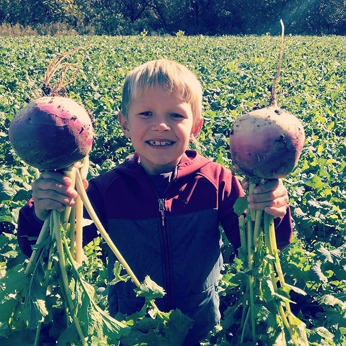 Hale Habitat & Seed Purple Top Turnip Food Plot Seed, 5 lbs