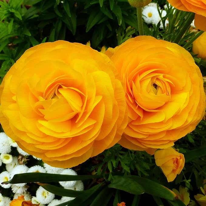 Ranunculus 'Gold' Bulbs (20 Bulbs) - Deep Yellow Ranunculus Bulb Corms - Large Bulbs, 8+ cm