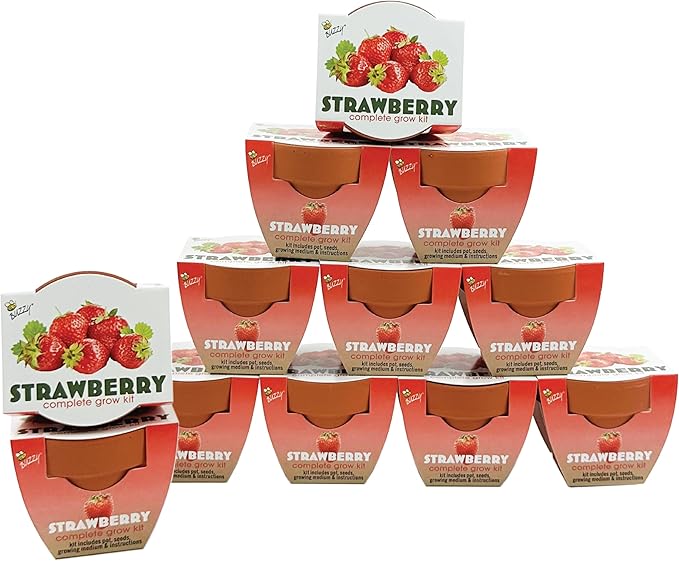 BUZZY Seeds Mini Terracotta Grow Pots, Alpine Strawberry DIY Plant Kit, 12-Pack Classic Collection, Indoor and Outdoor Planting, Wedding Favors, Gardening Gift, Showers, Valentine