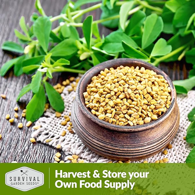 5 Packs Fenugreek Seed for Planting with Instructions to Grow Samudra Methi in Your Home Vegetable Garden - Non-GMO Heirloom - Good Microgreens or Sprouts - Survival Garden Seeds
