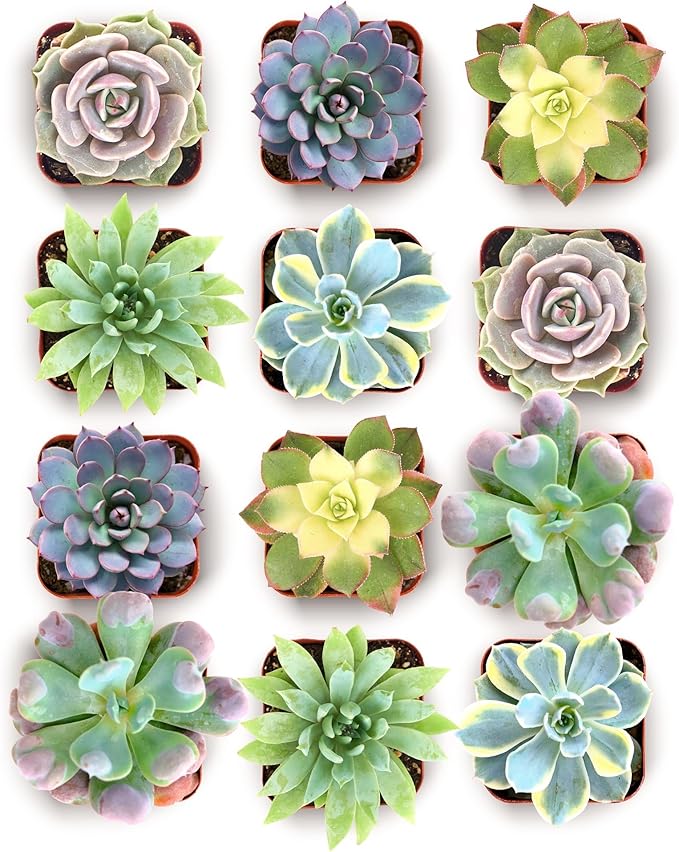 Shop Succulents Blush Rosette Succulent Plant Pack – Live Mini Rosette Succulents, Soft Pastel Colors, Low Maintenance Plants – Wedding Favors, Gifts & Home Decor, 2" Pots
