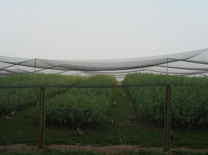 Excursions Aviary Netting 1" Heavy Knotted Poultry Net (25' x 25')